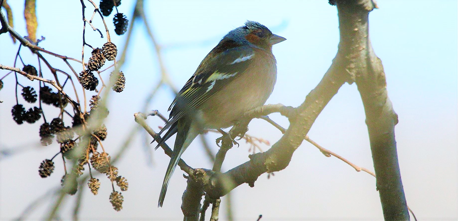 chaffinch 17-02-2022