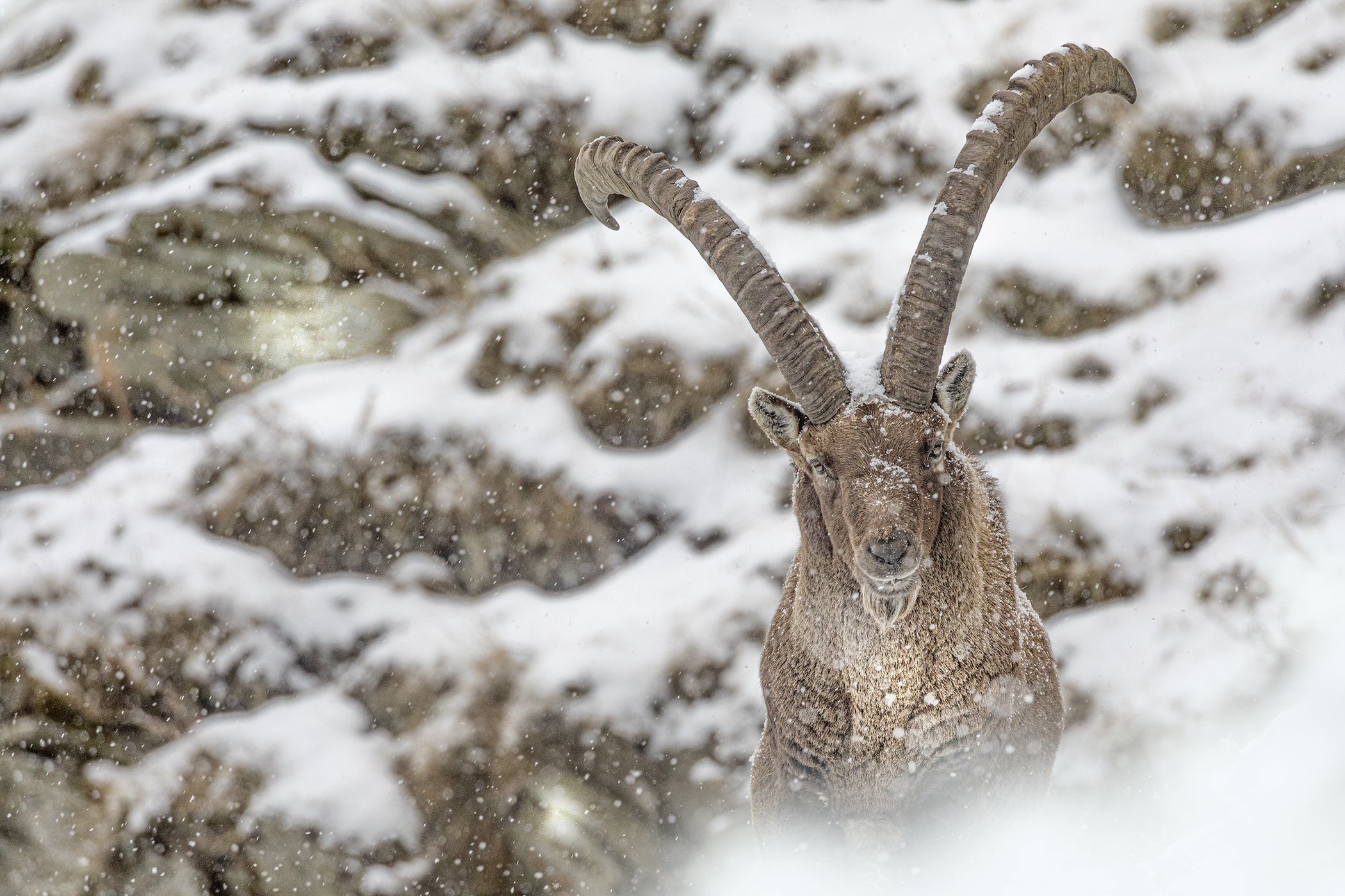 finally the Snow - the old Ibex