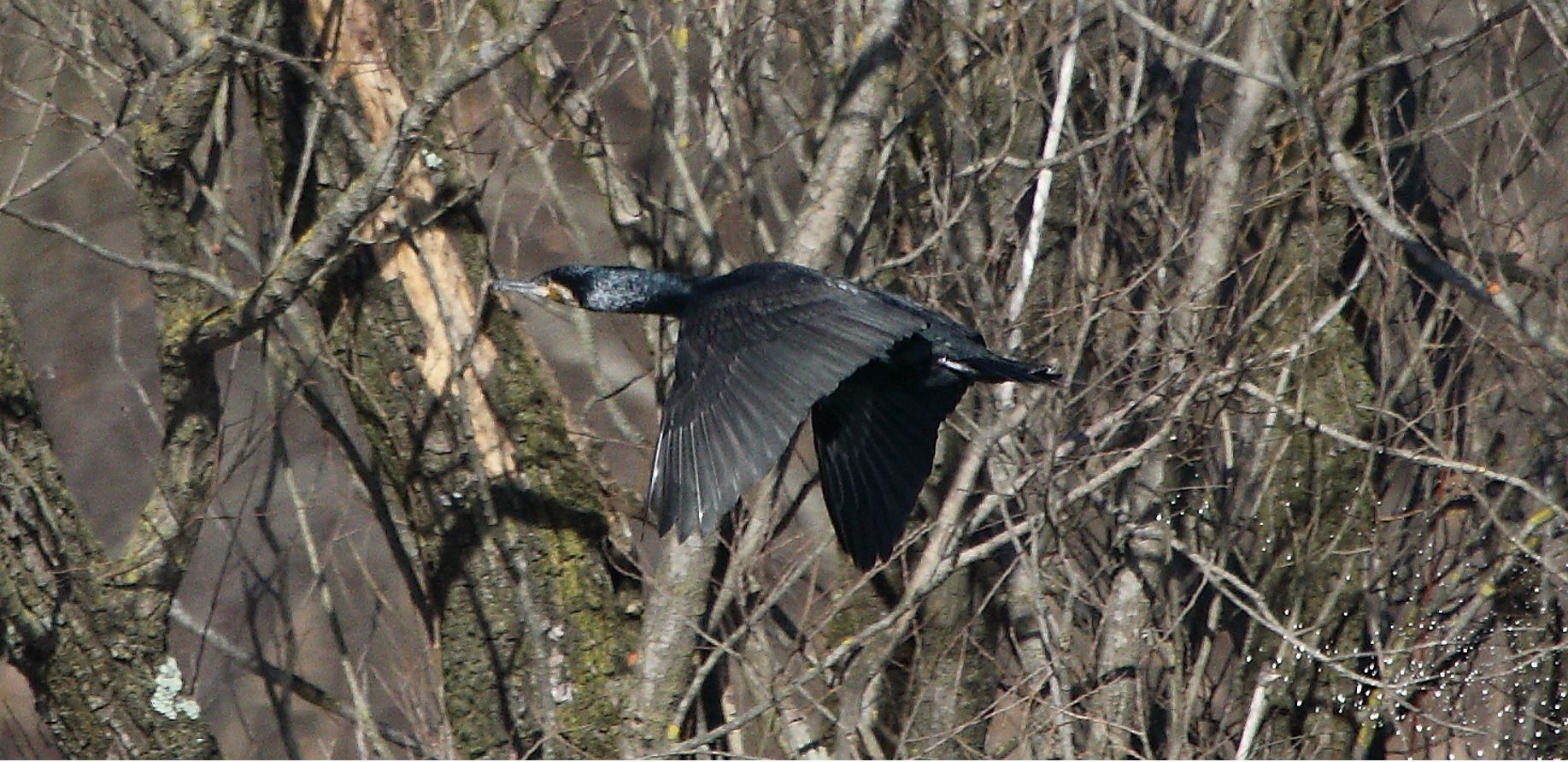 cormorant 17-02-2022