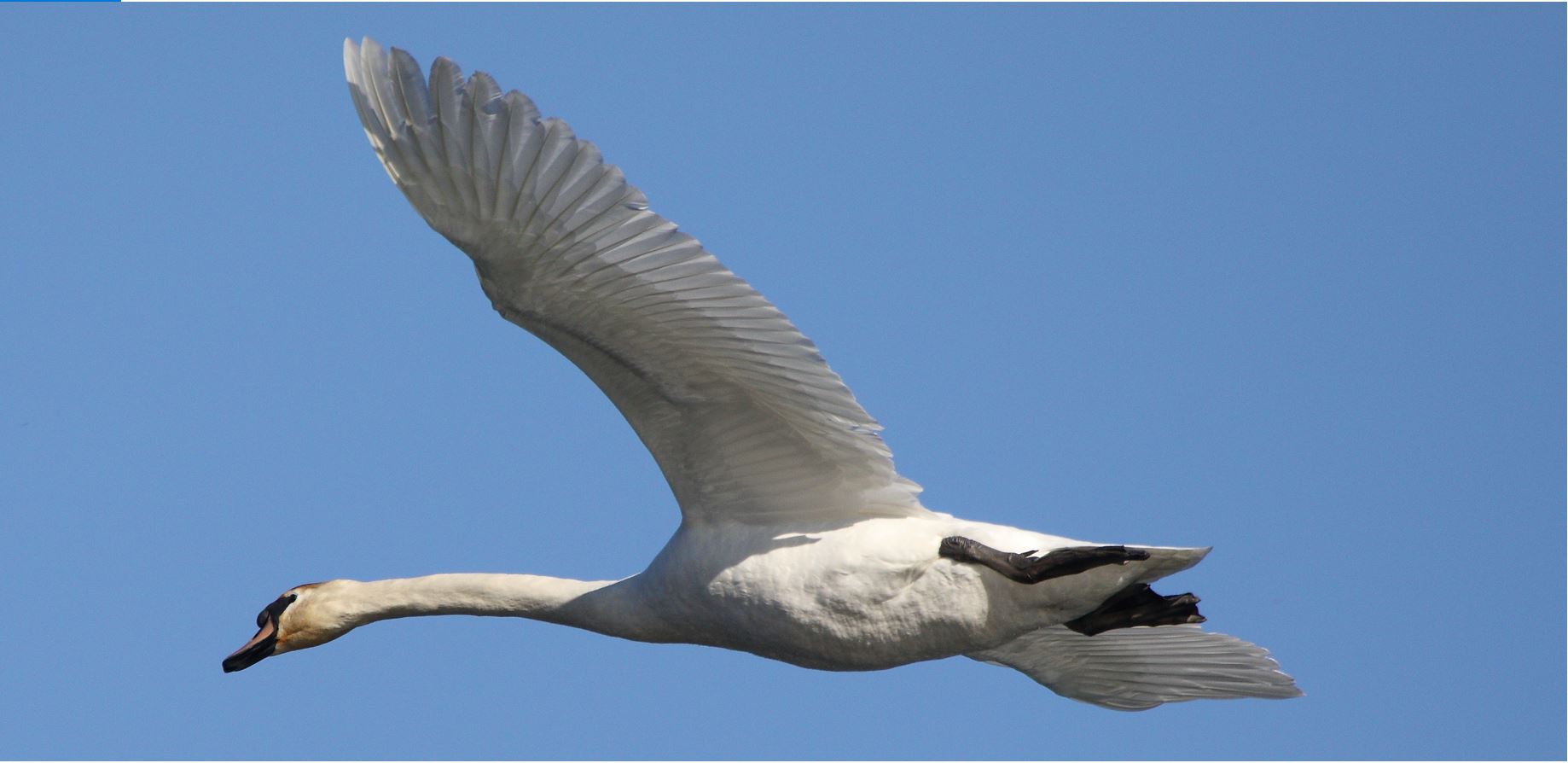 swan in flight 17-02-2022