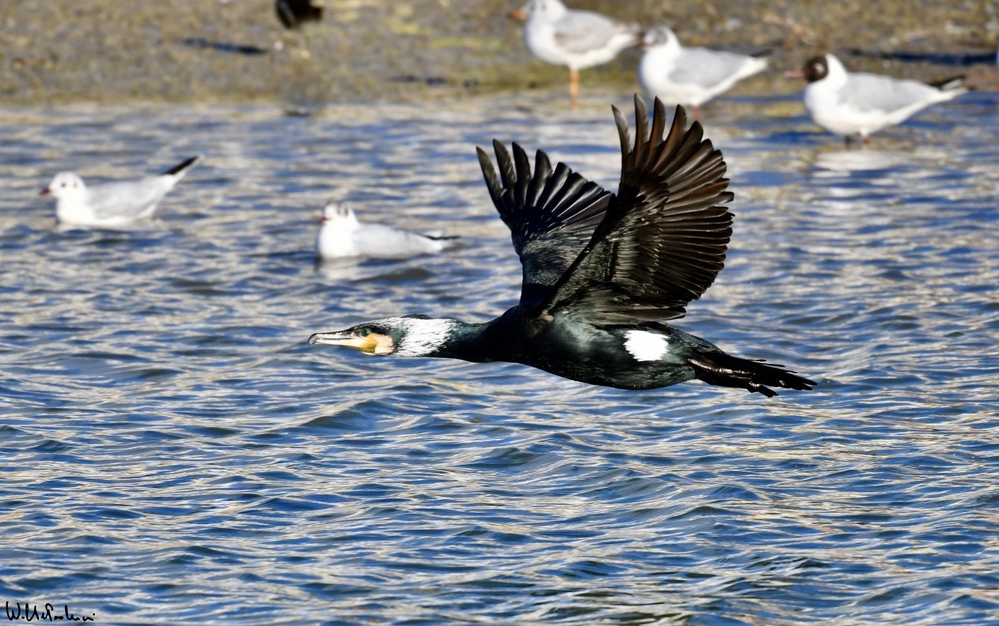 ... finally flying to other hunting areas... 1