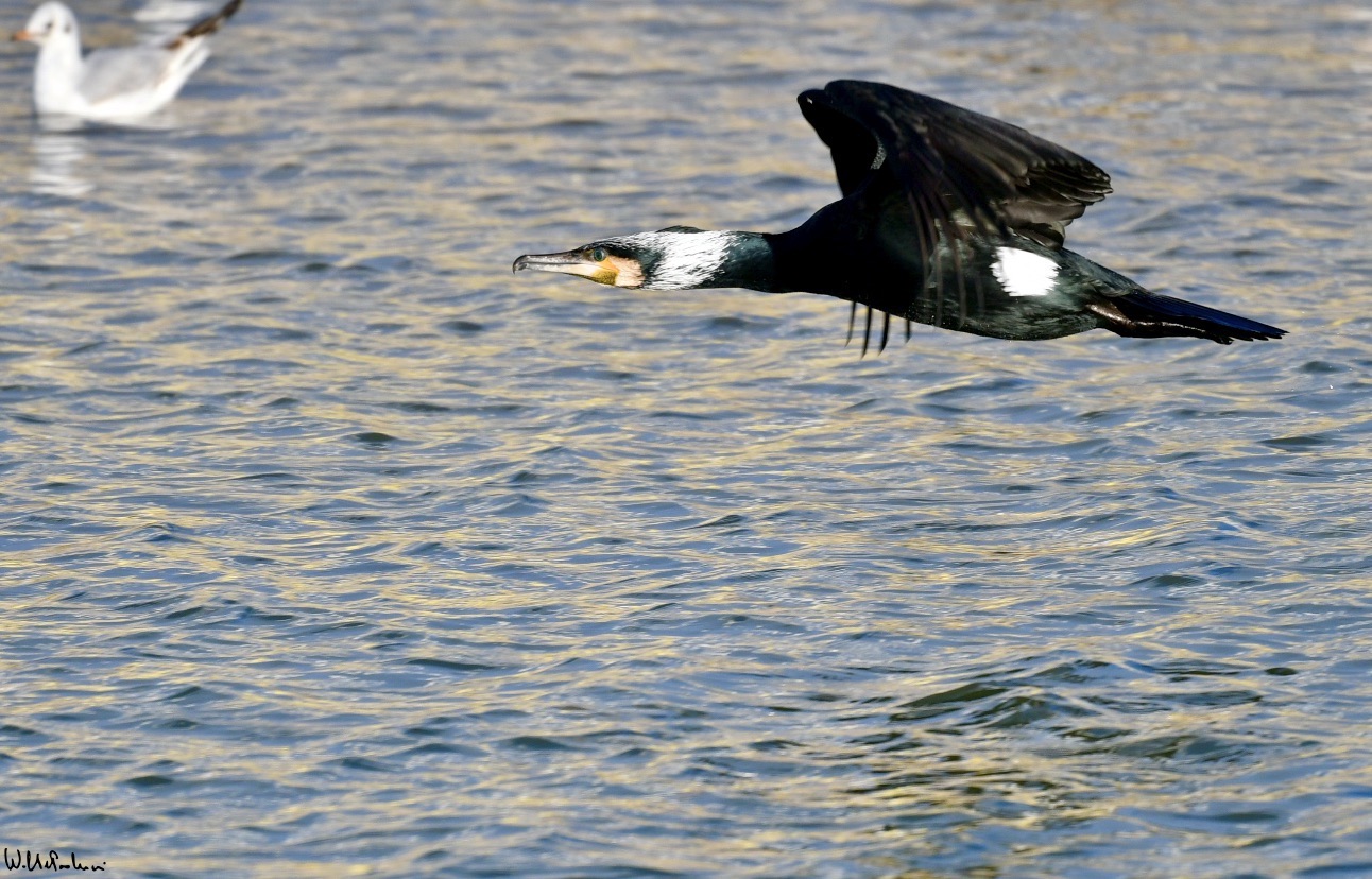 ... finally flying to other hunting areas... 2