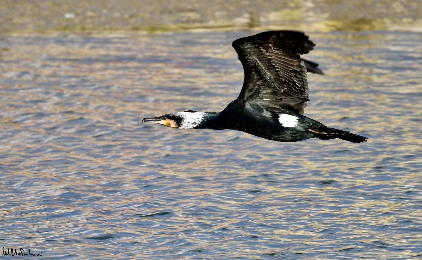 ... finally flying to other hunting areas... 3