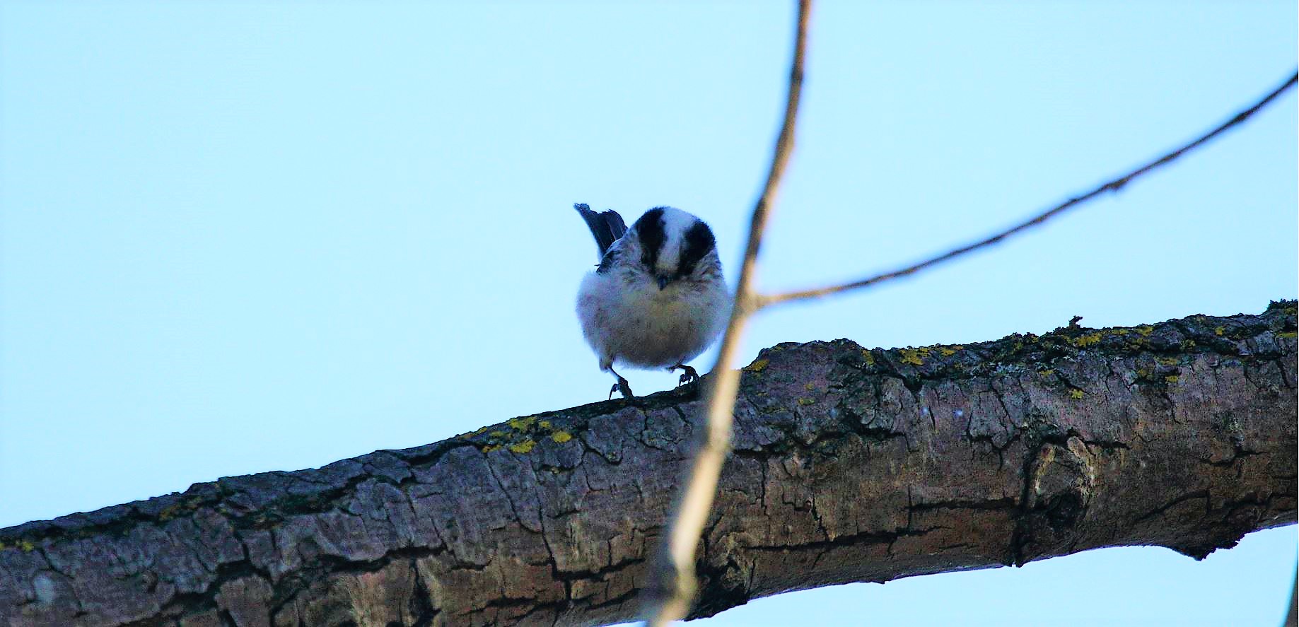 codibugnolo 17-02-2022