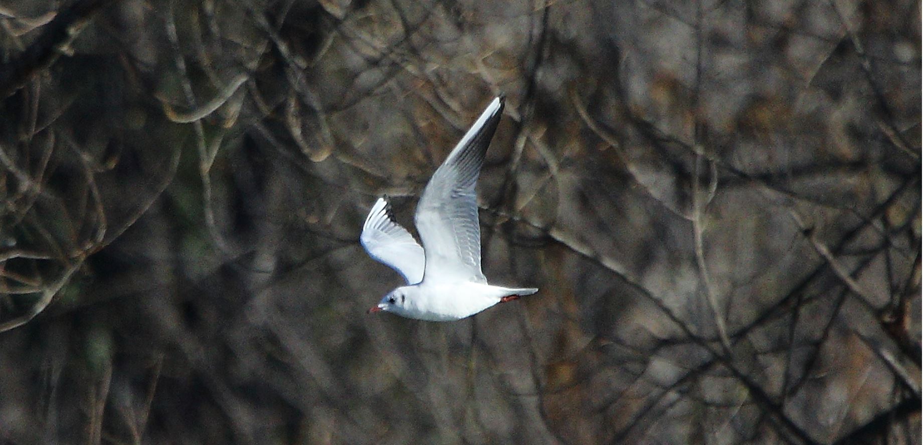 terrestrial gull 17-02-2022