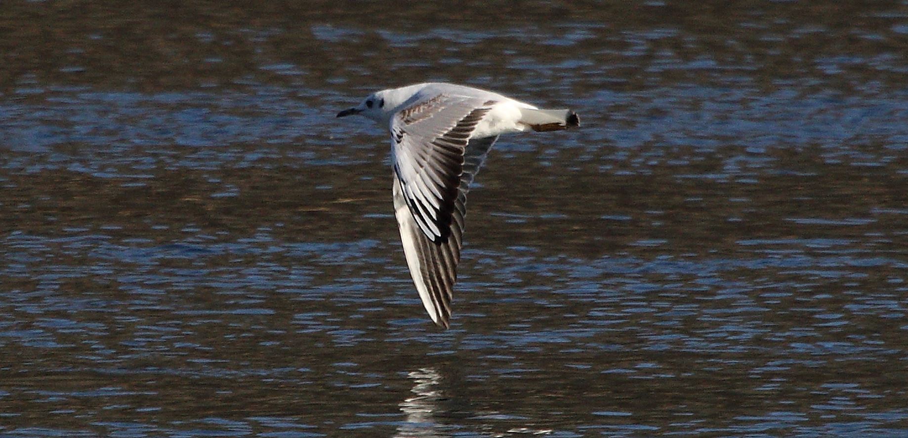 terrestrial gull 17-02-2022