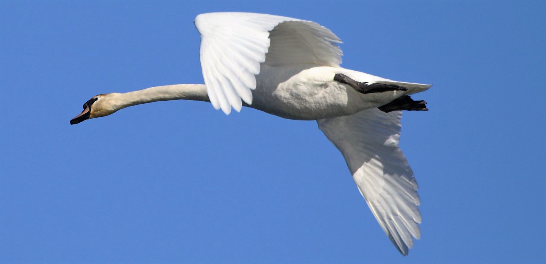 swan in flight 17-02-2022