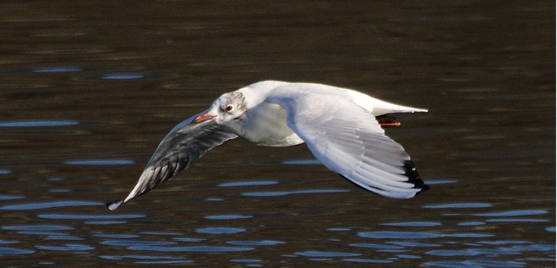 terrestrial gull 17-02-2022