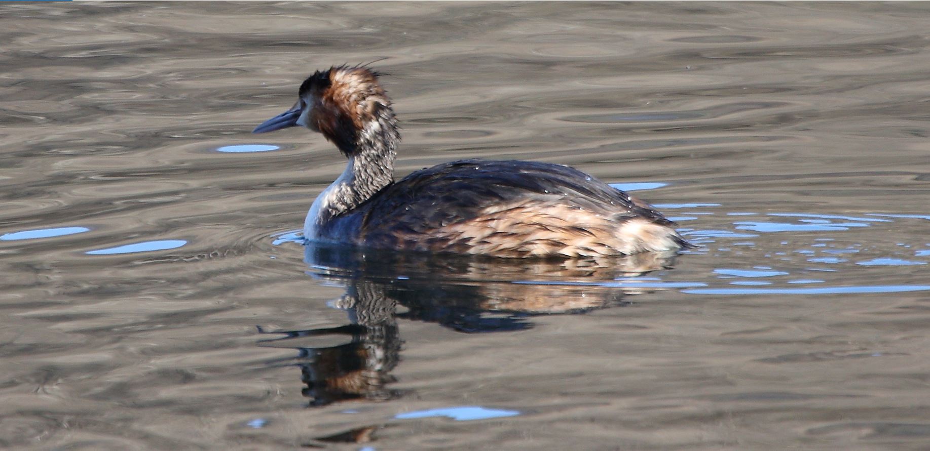 grebe 17-02-2022
