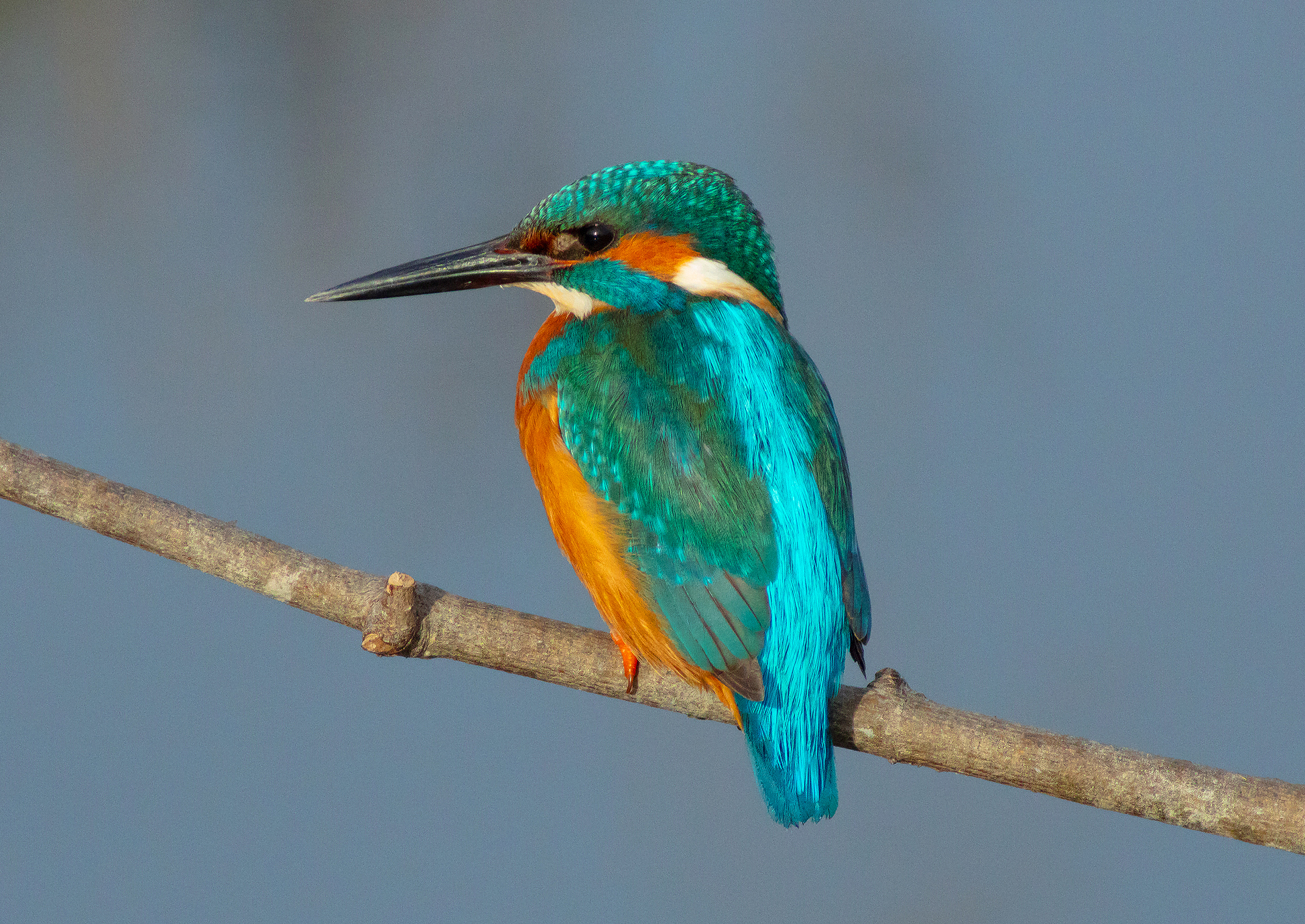 Alcedo atthis
