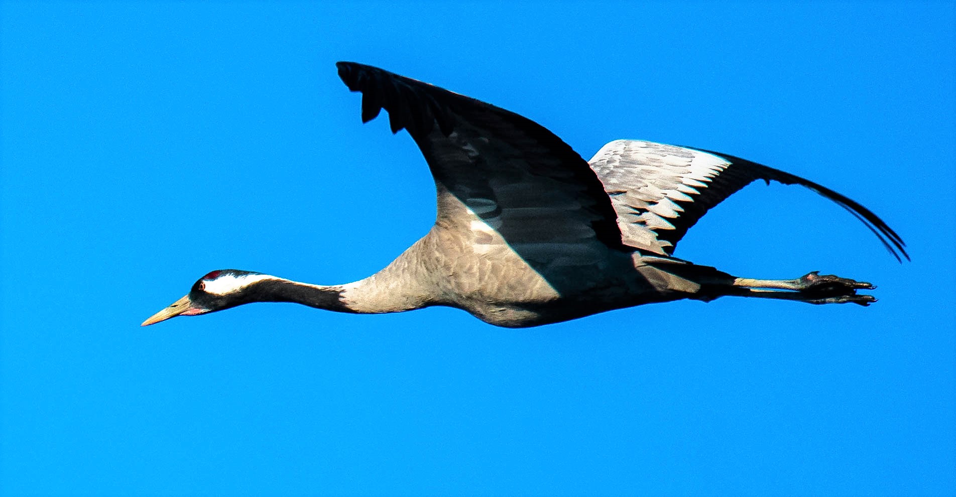 gray crane