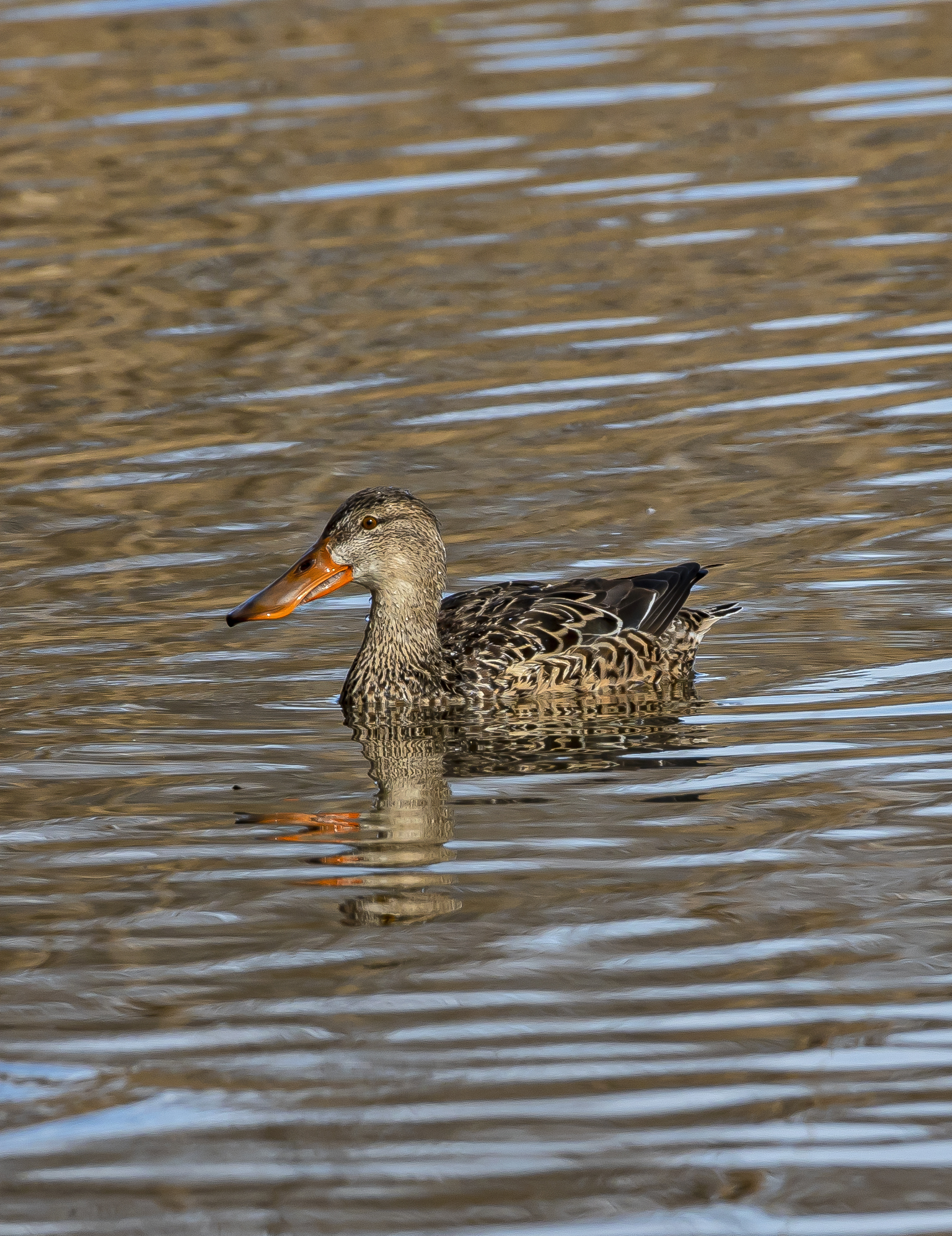 Mestolone femmina al CHM di Ostia