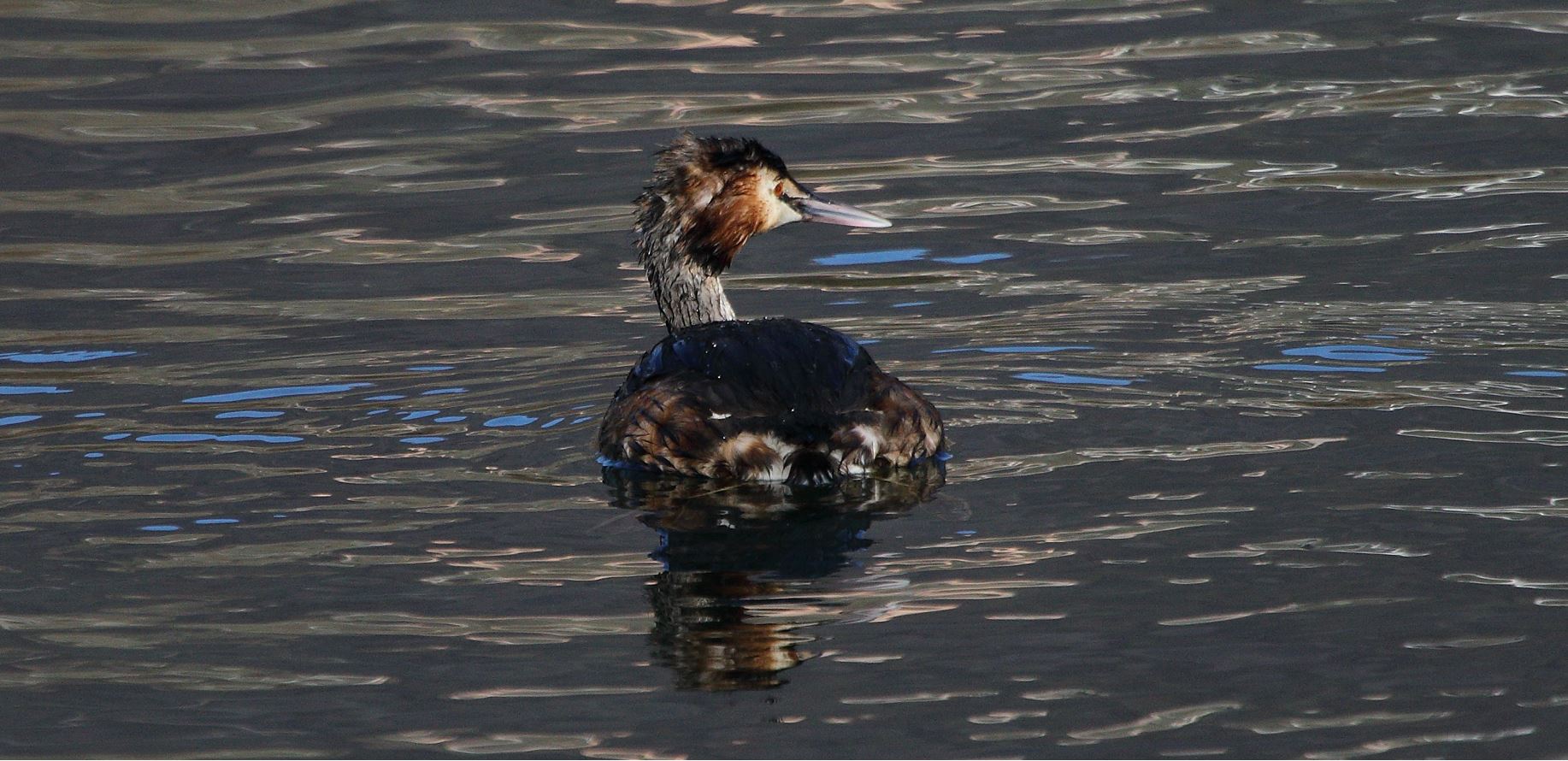 grebe 17-02-2022