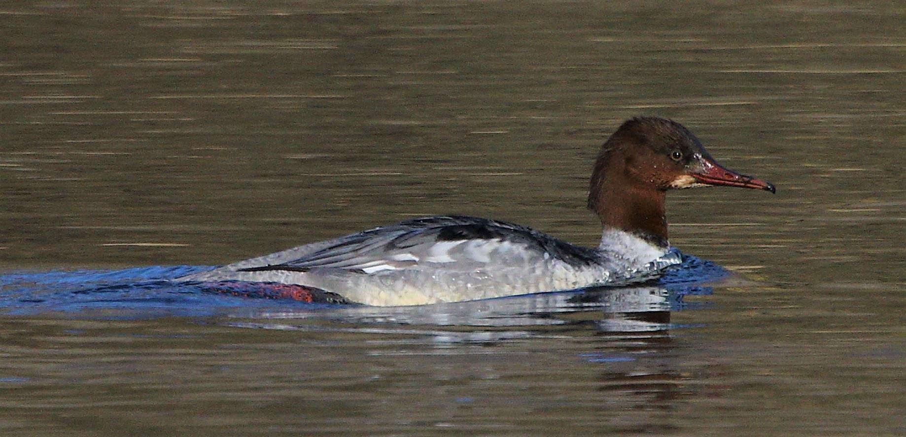 merganser 17-02-2022