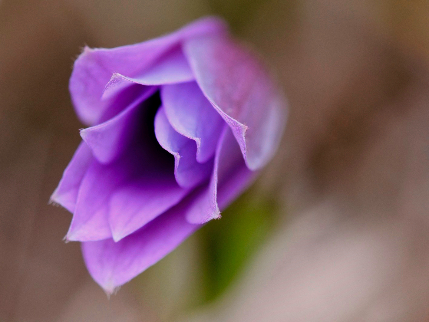 Anemone hortensis