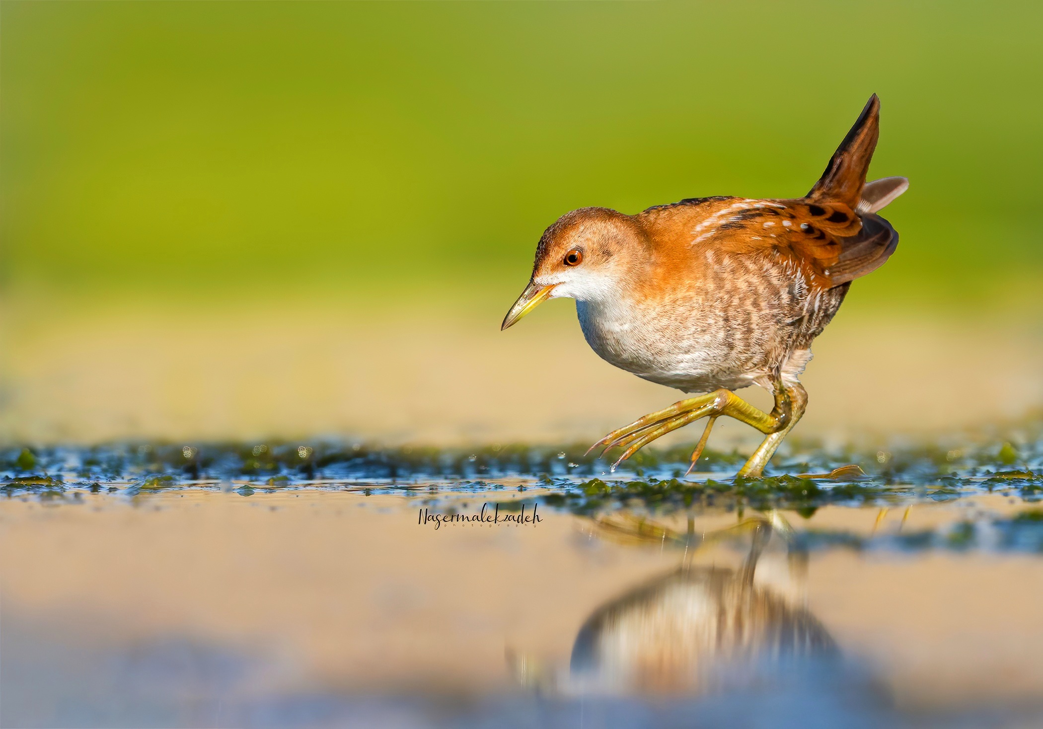 Little crake