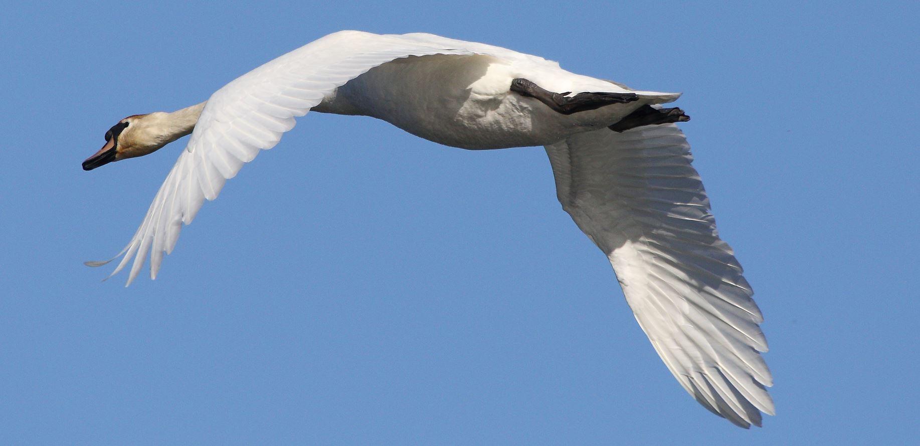 swan in flight 17-02-2022