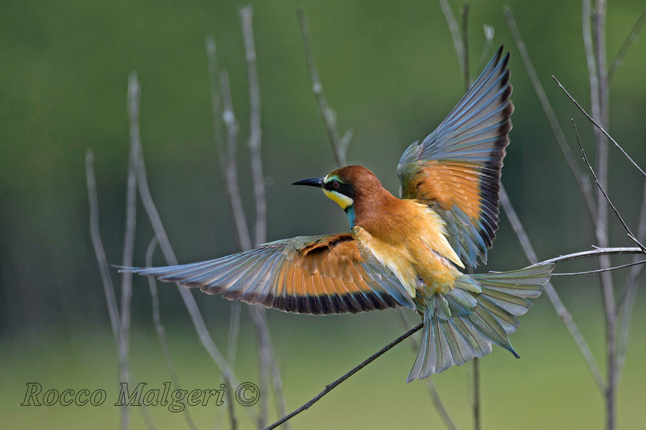 Bee-eater
