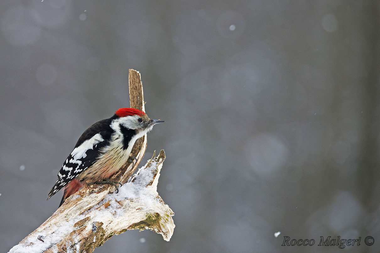 Mezzano red woodpecker