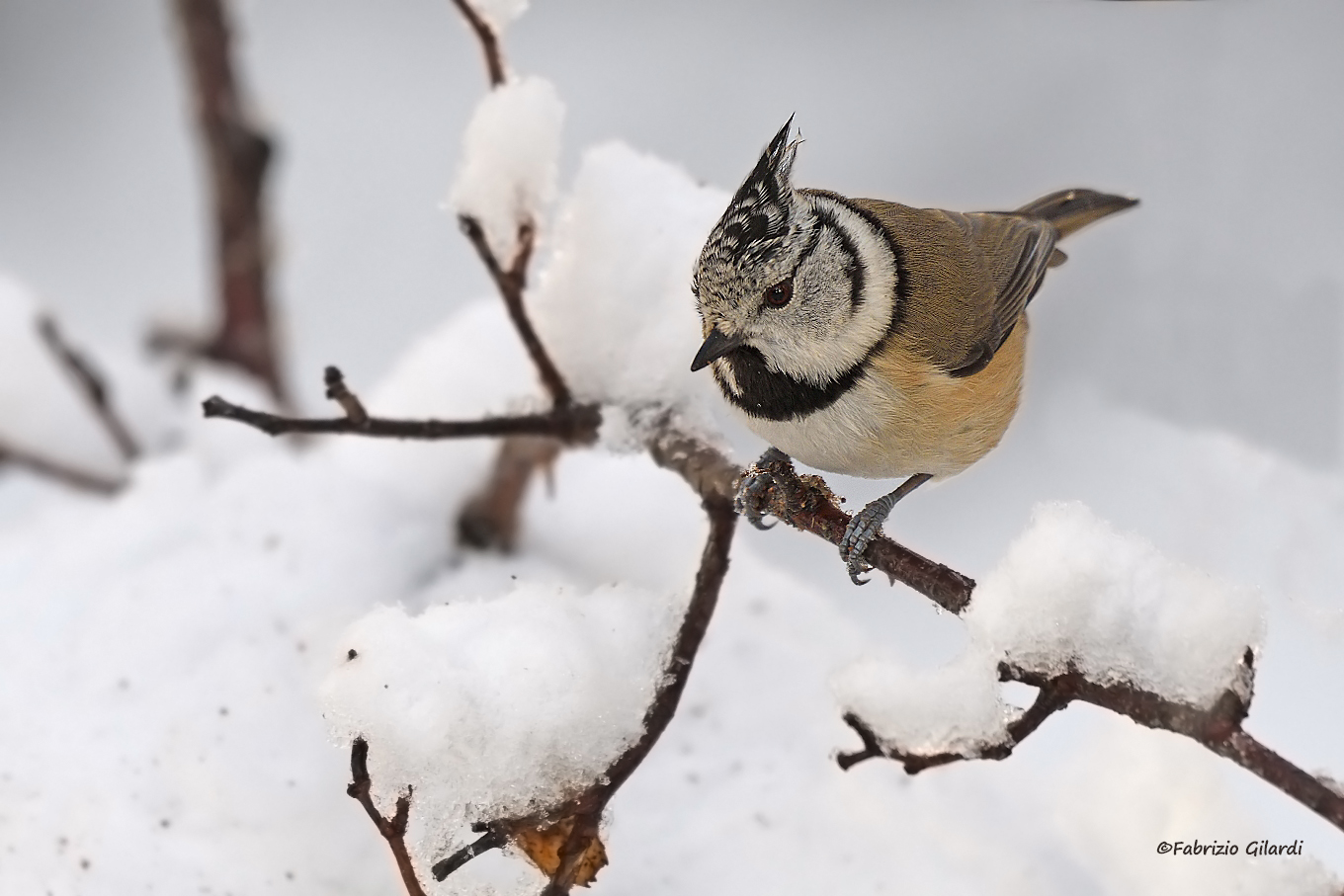 Lophophanes cristaus (Tufted Tit)
