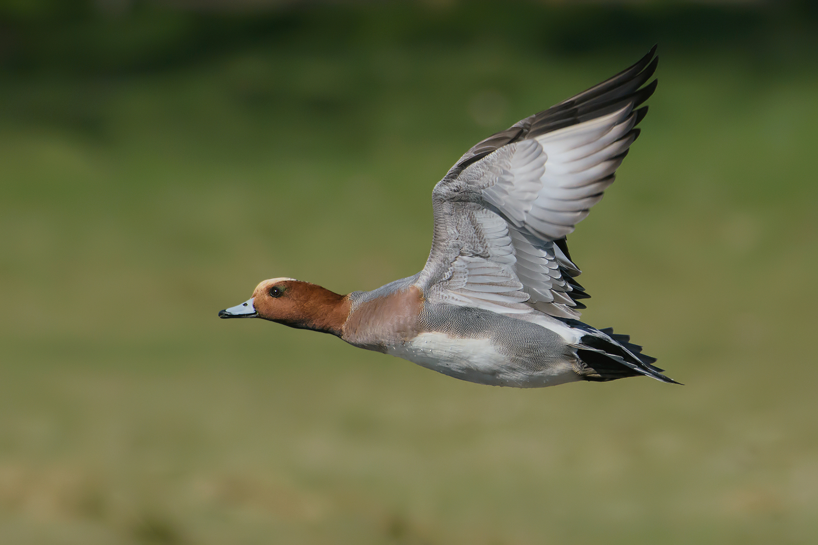 Whistling(Anas penelope)-1.