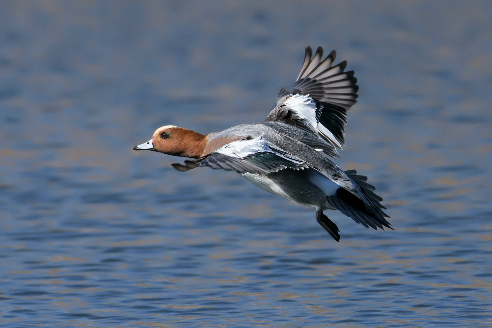 Whistle(Anas penelope)-2.