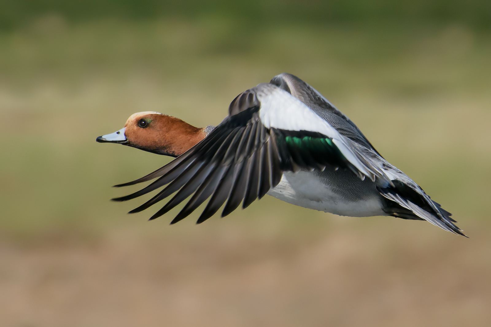 Whistling(Anas penelope)-3.