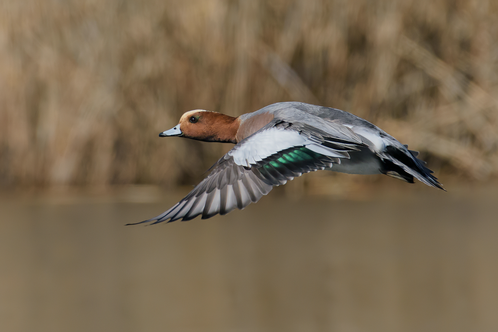 Whistling(Anas penelope)-4.