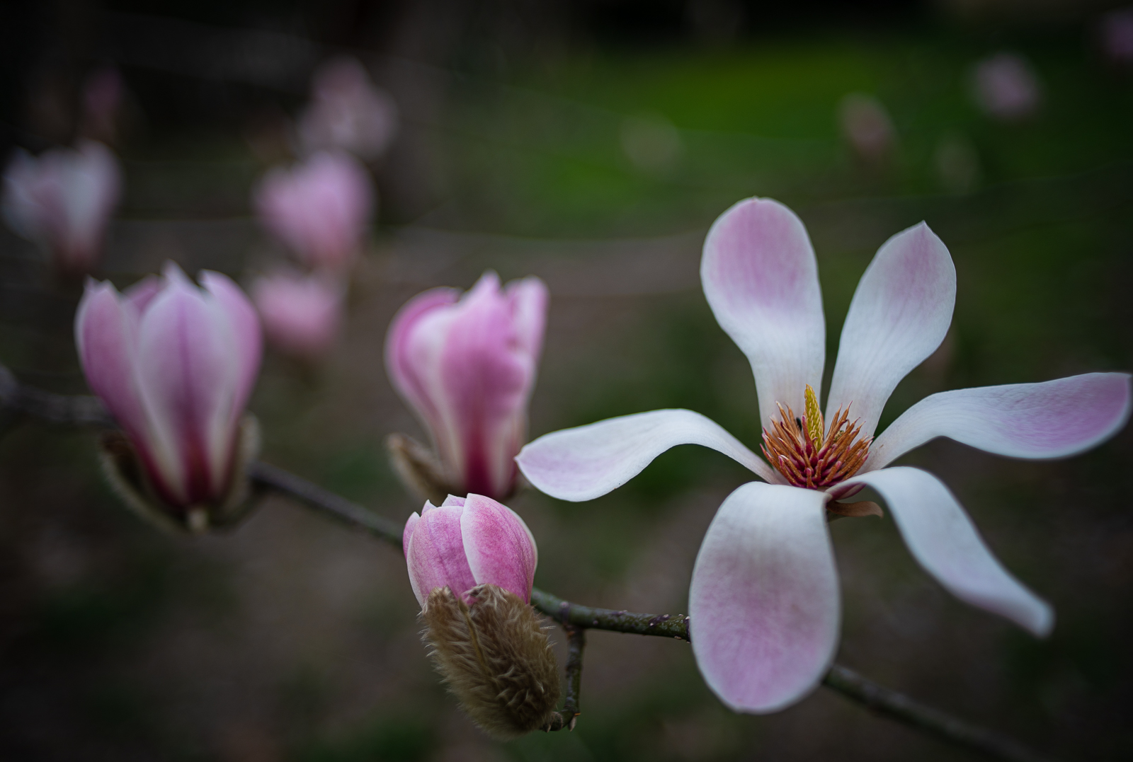 Magnolia Susan