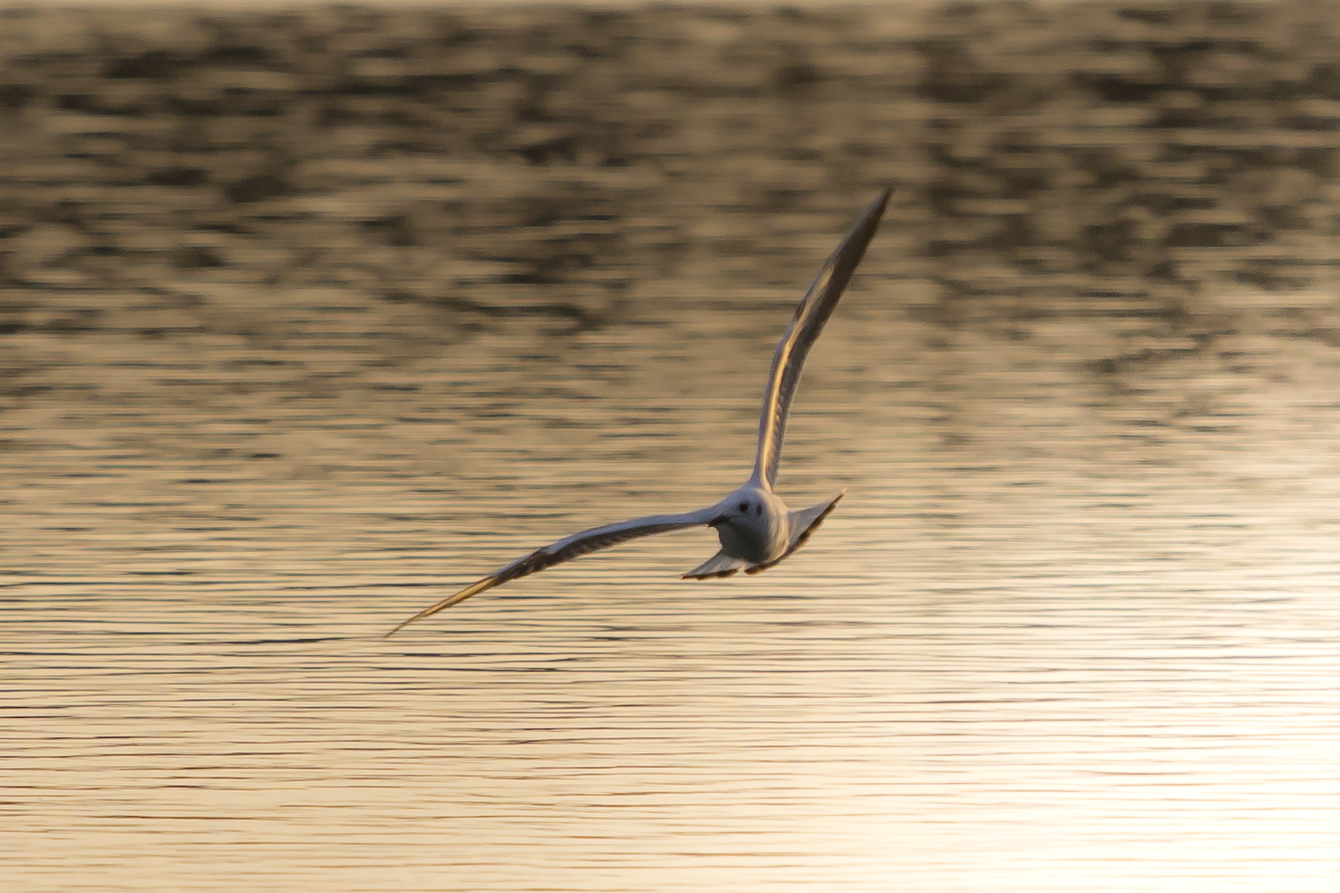 gabbiano al tramonto