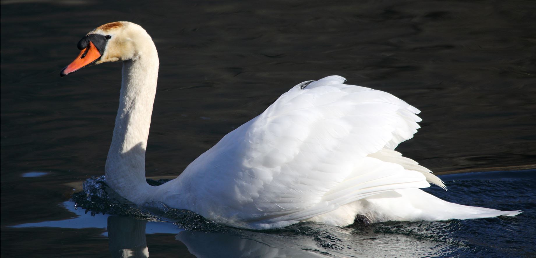 royal swan 17-02-2022