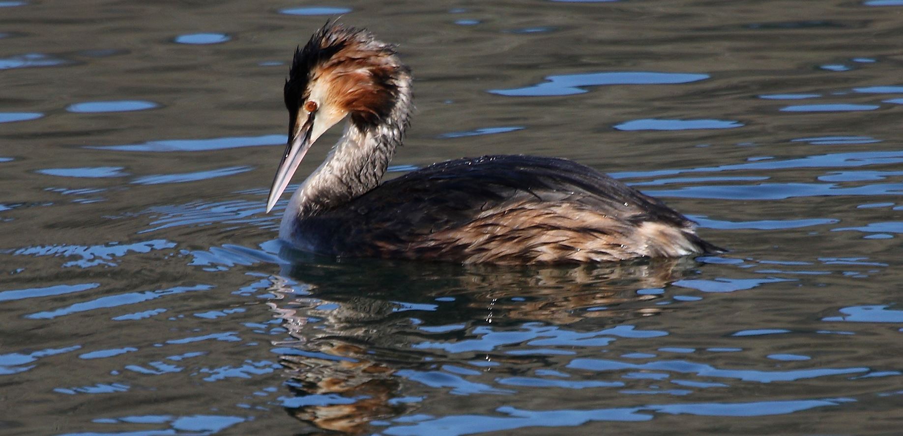 grebe 17-02-2022