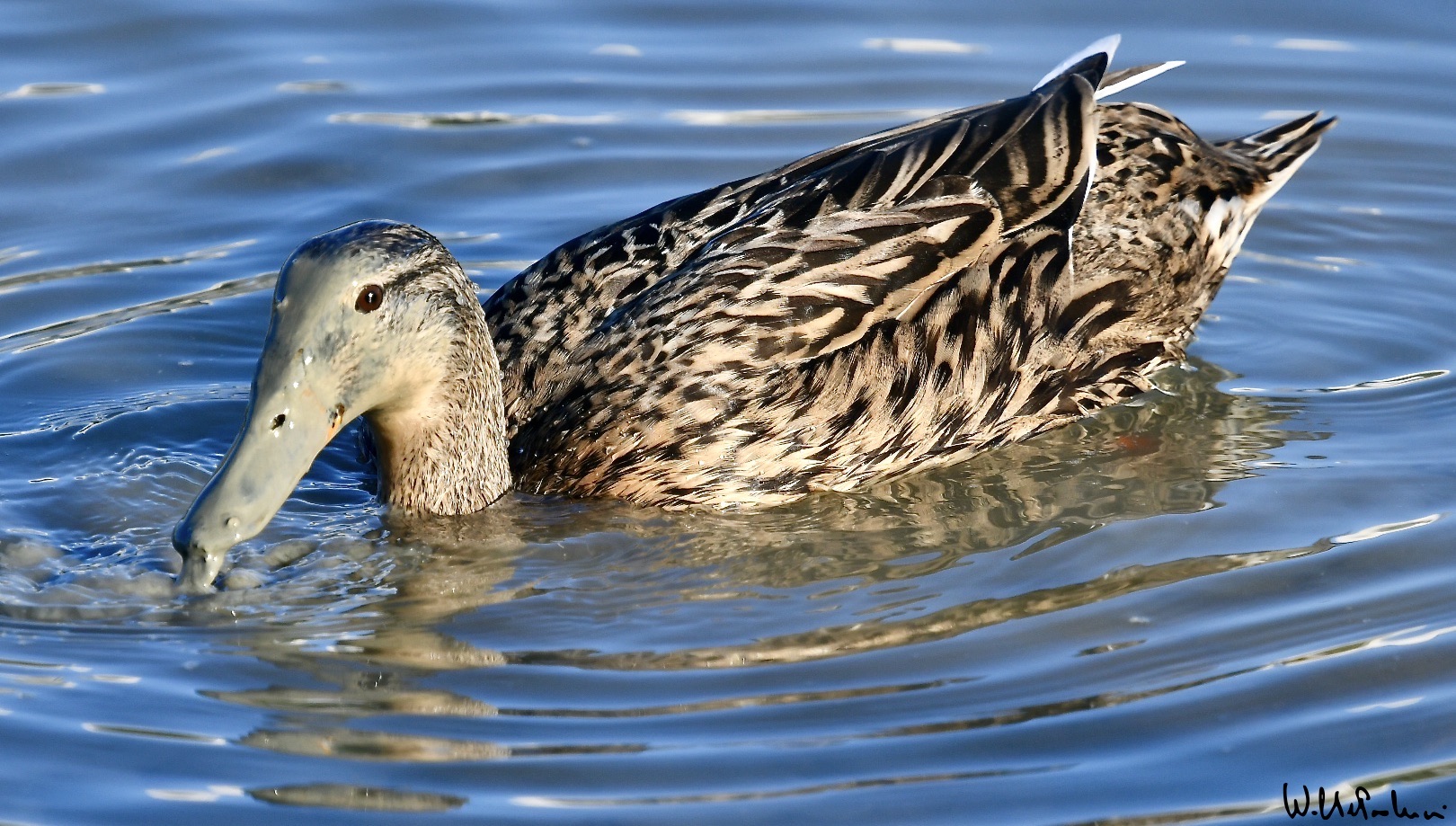 Mallard female... on the hunt... 2