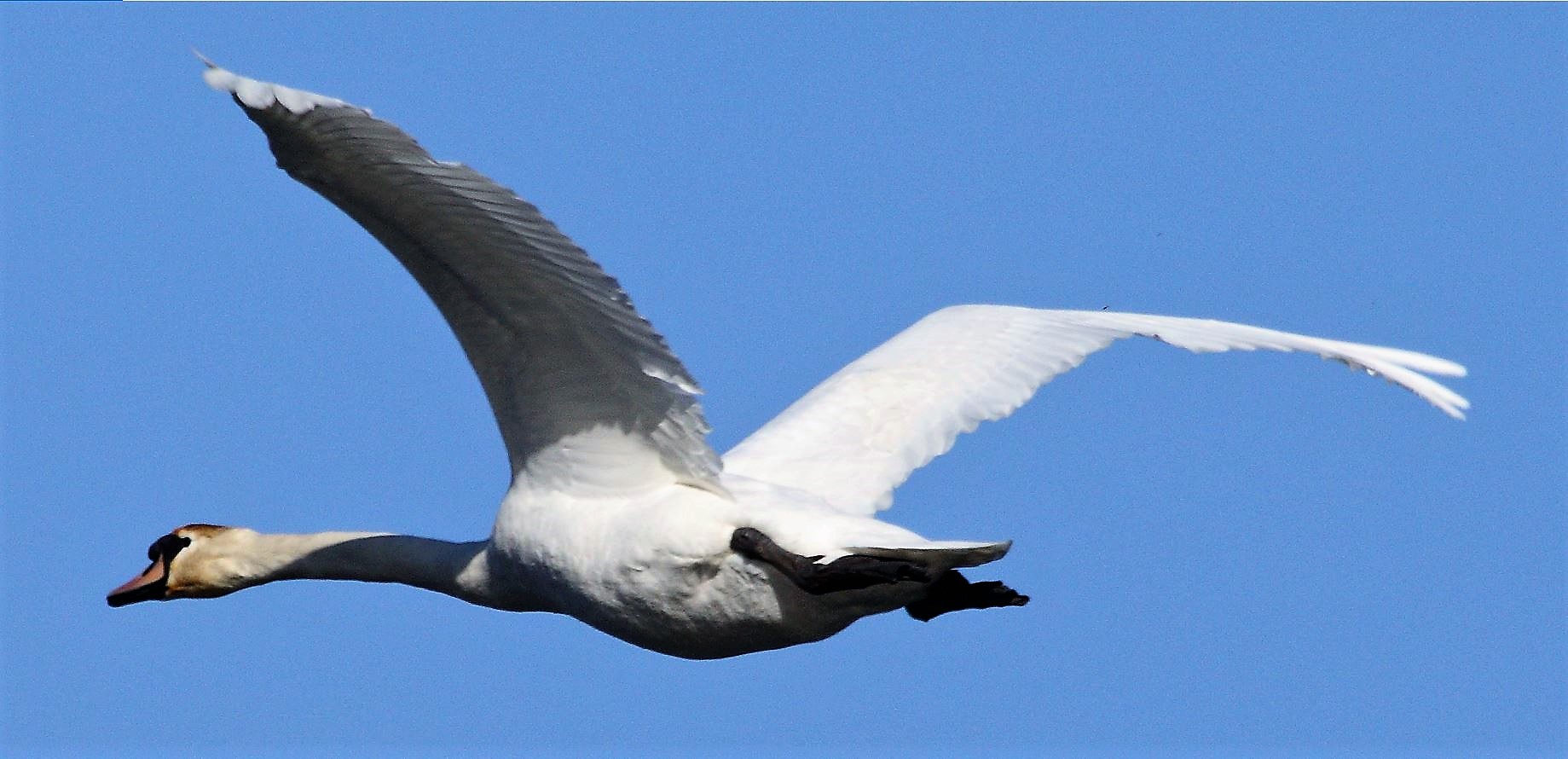 swan in flight 17-02-2022