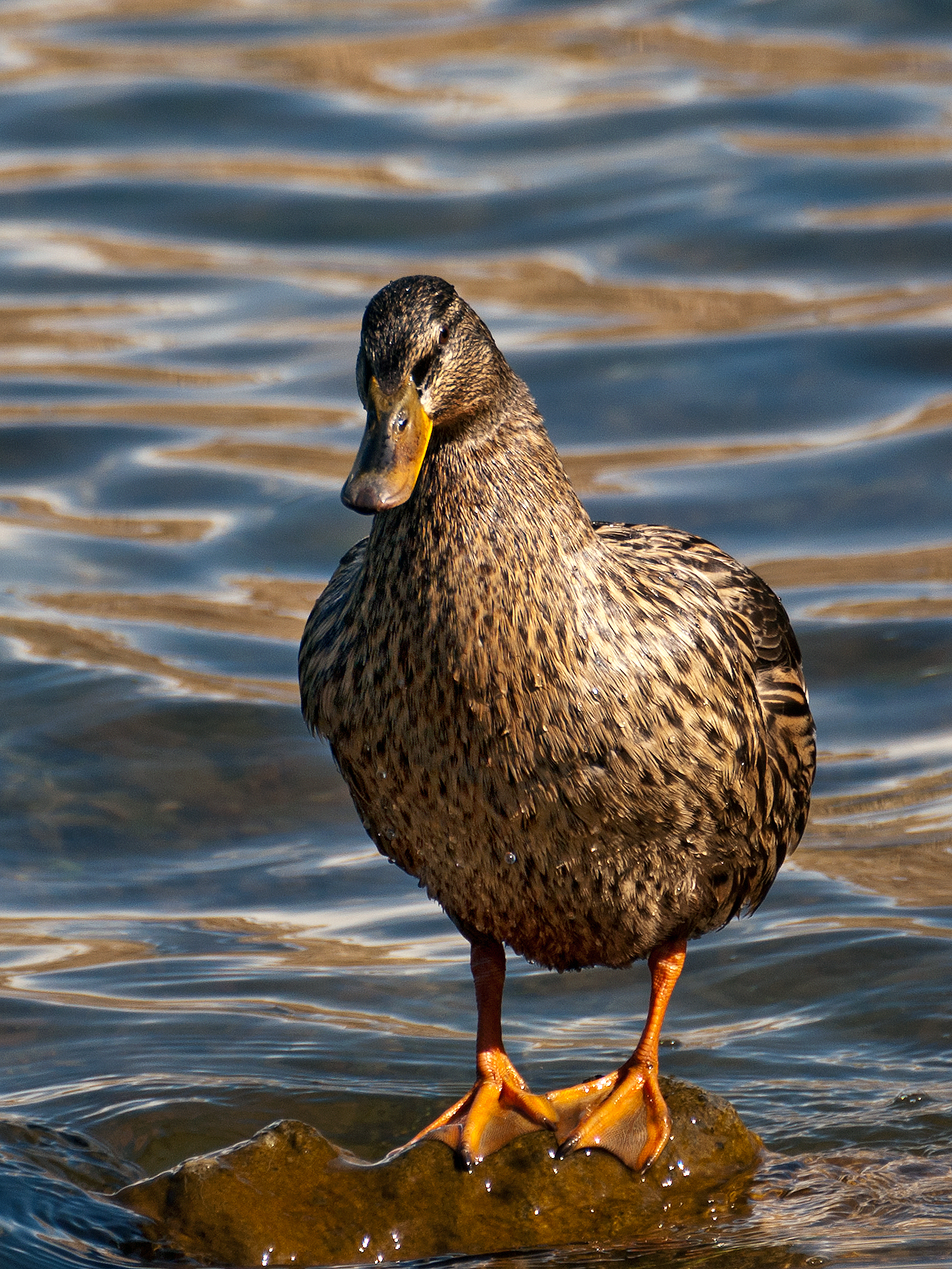 Mallard