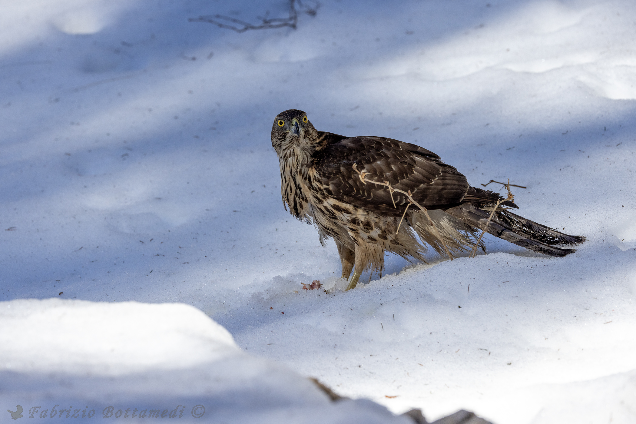 Young goshawk