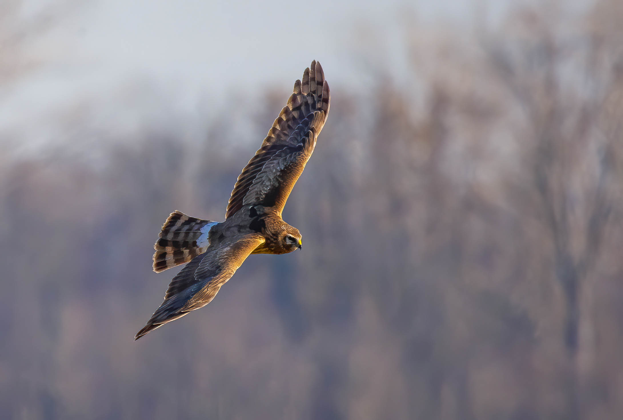 Hen harrier