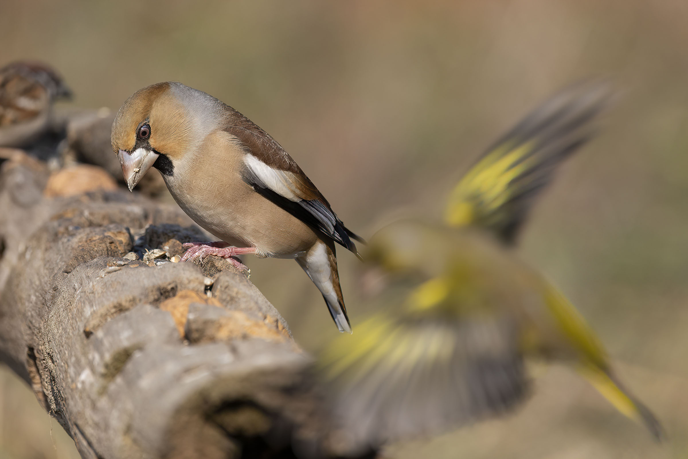 Il Tris (verdone, frosone e Mattugia)