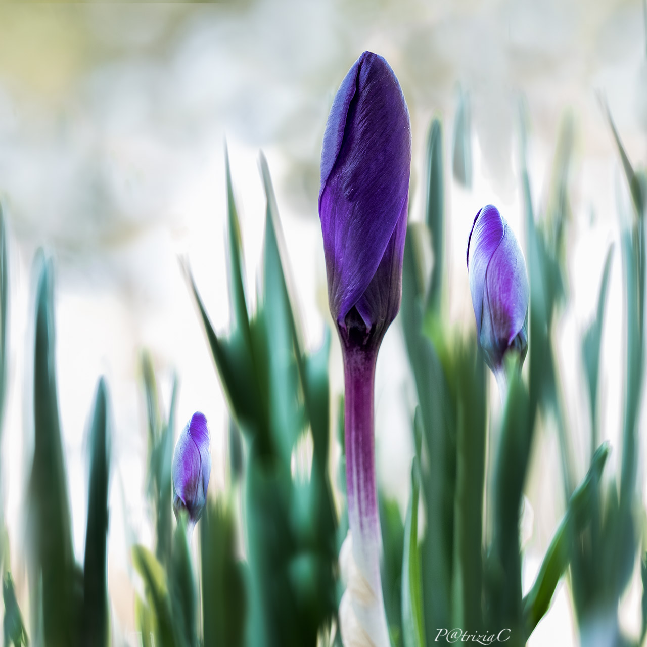 __il risveglio della natura __(1)