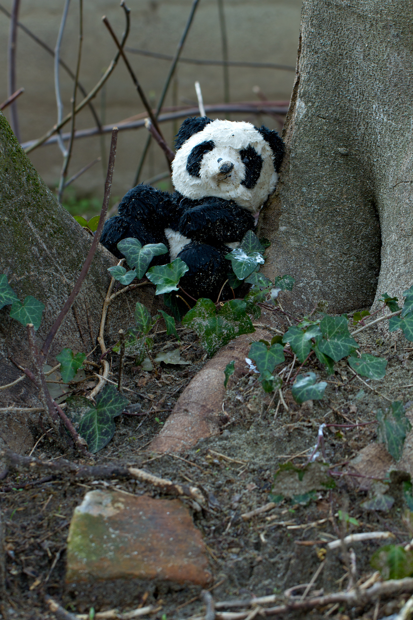 Panda abandoned
