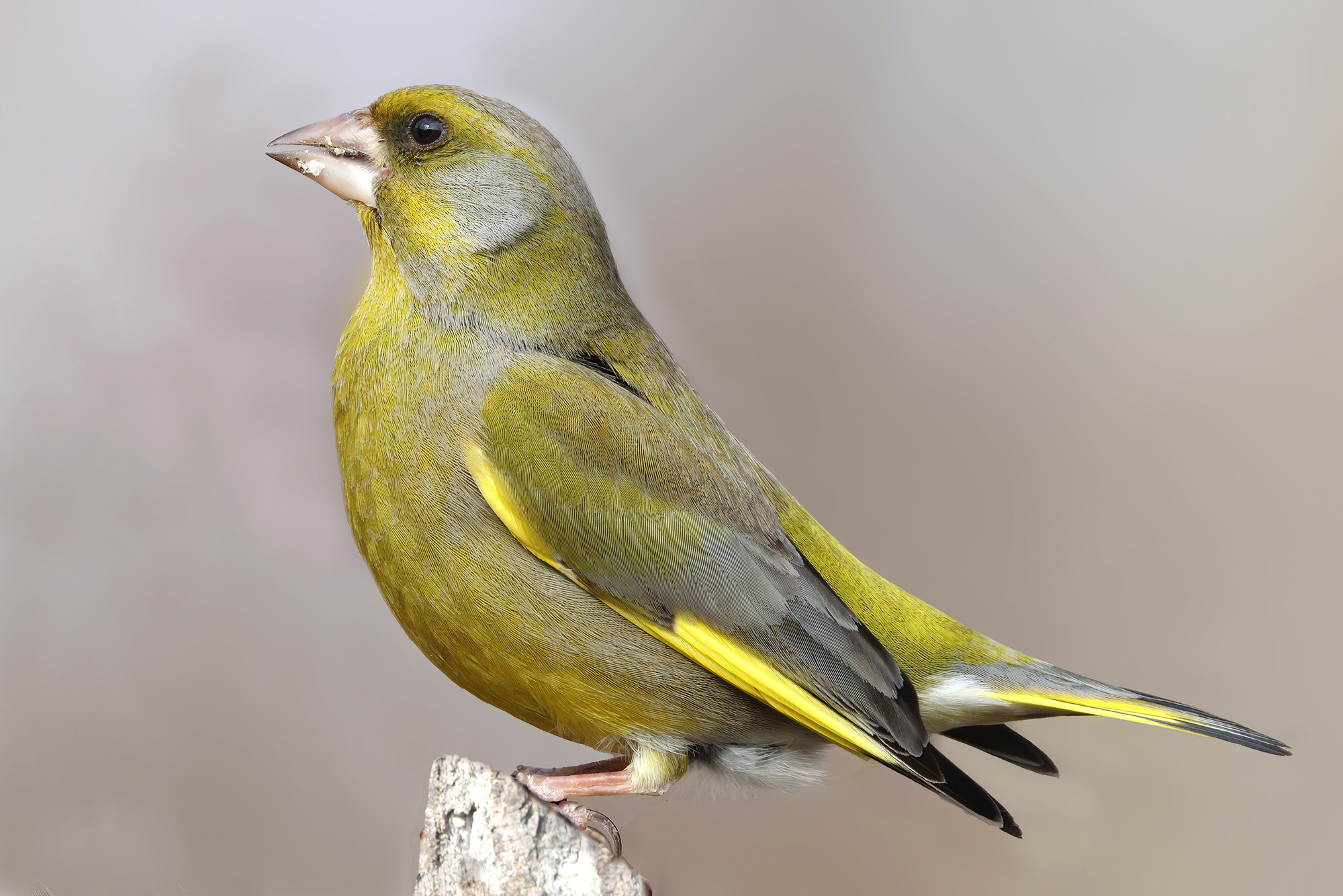Greenfinch