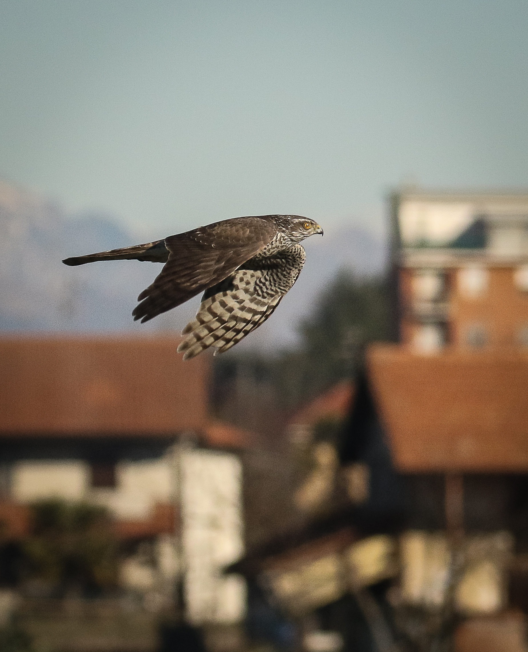 Female sparrowhawk ... surprise passage!