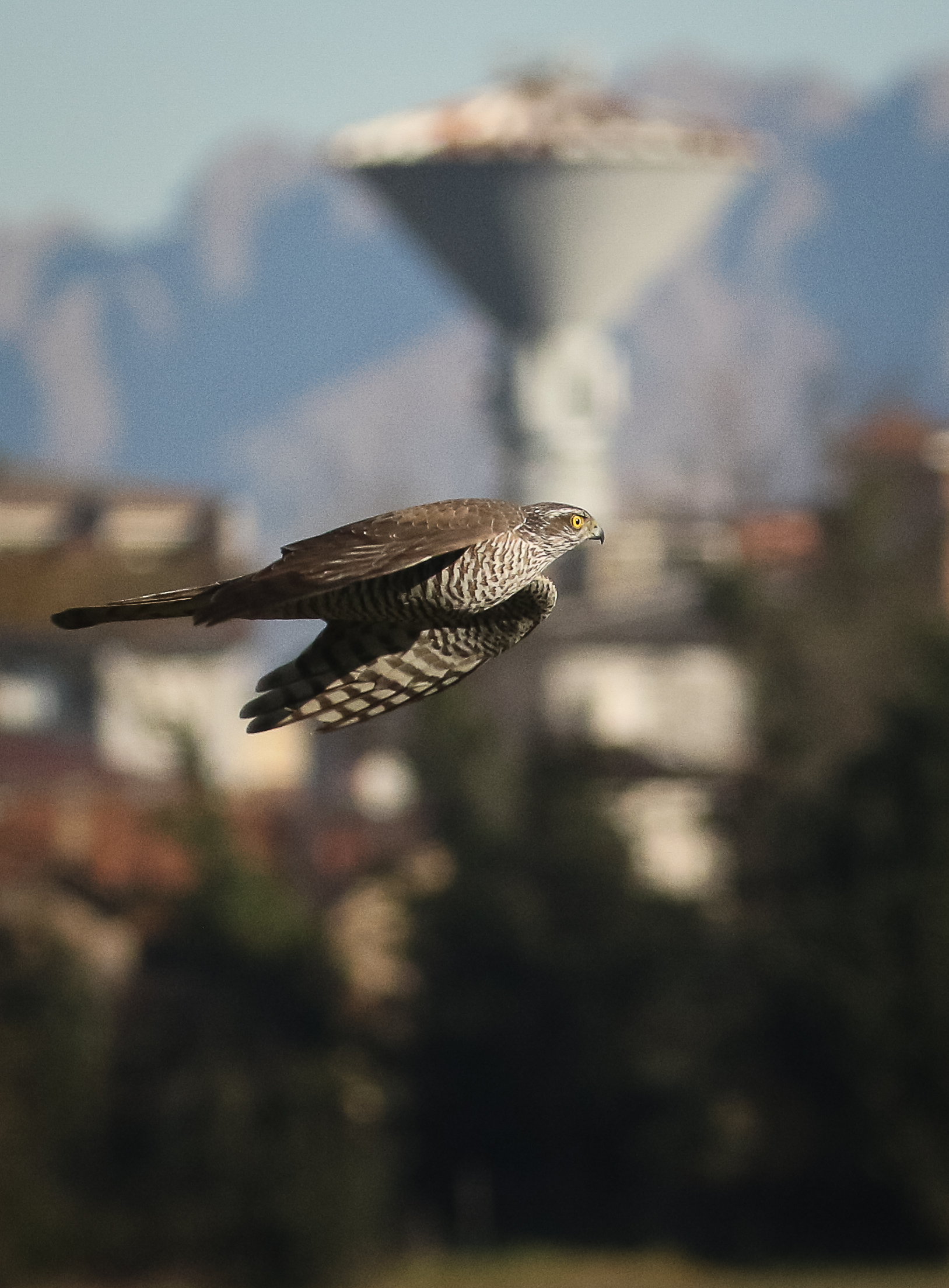Female sparrowhawk ... surprise passage!