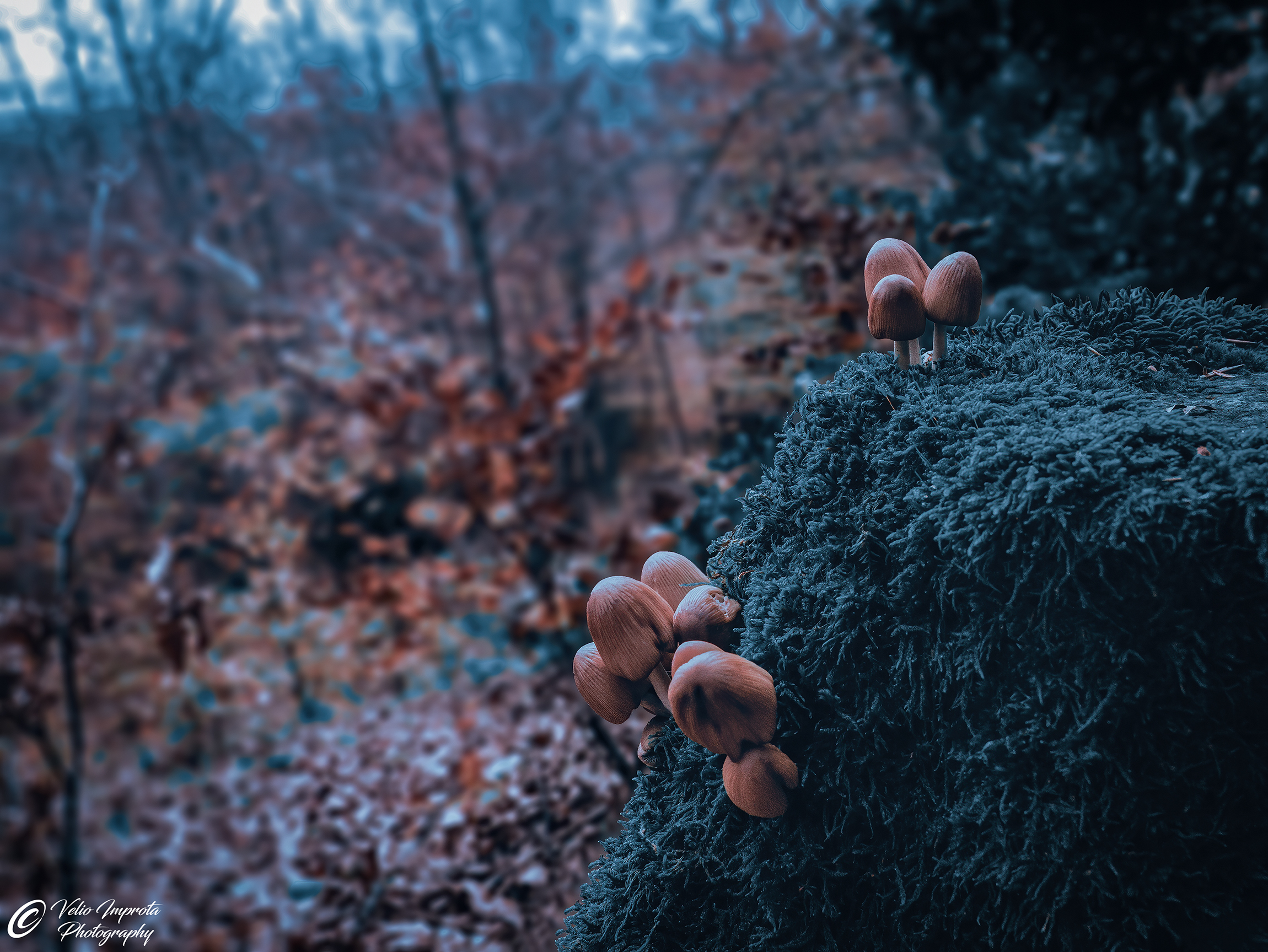 In the undergrowth, we have beautiful colors