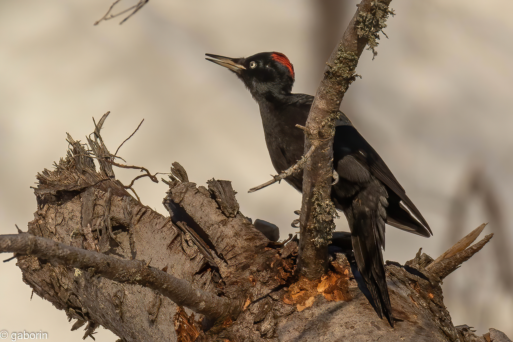 black woodpecker