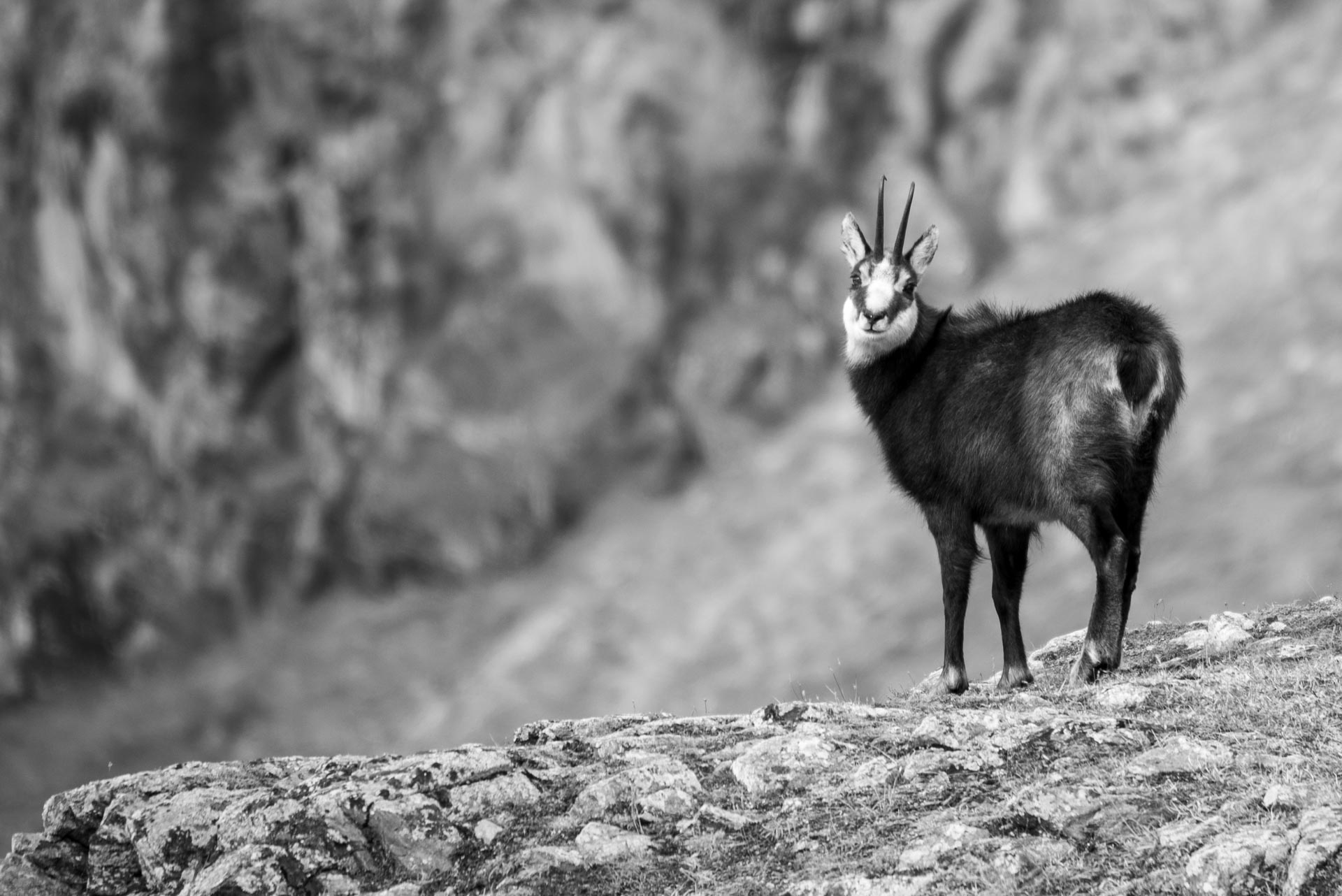 Chamois B&W