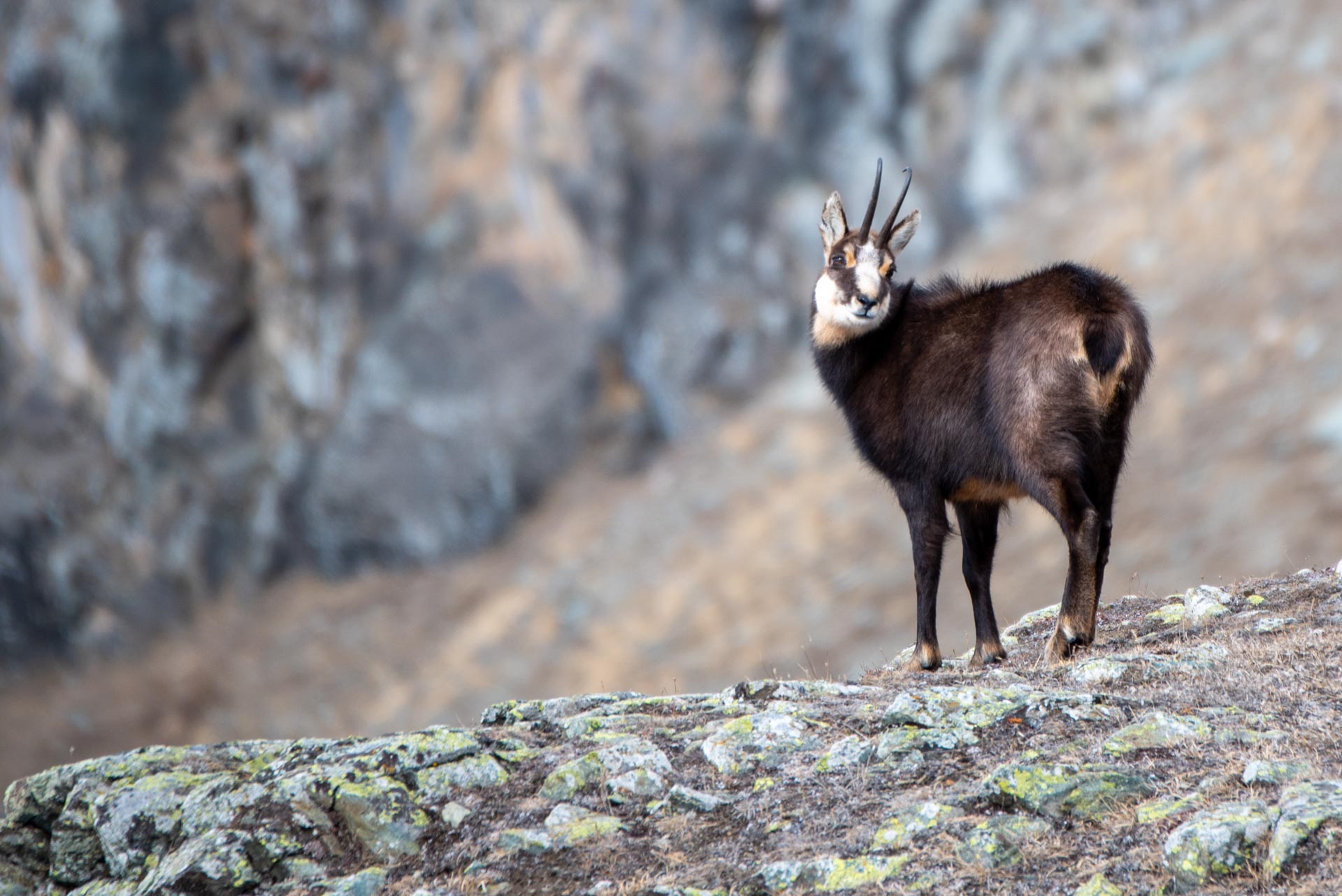 Chamois