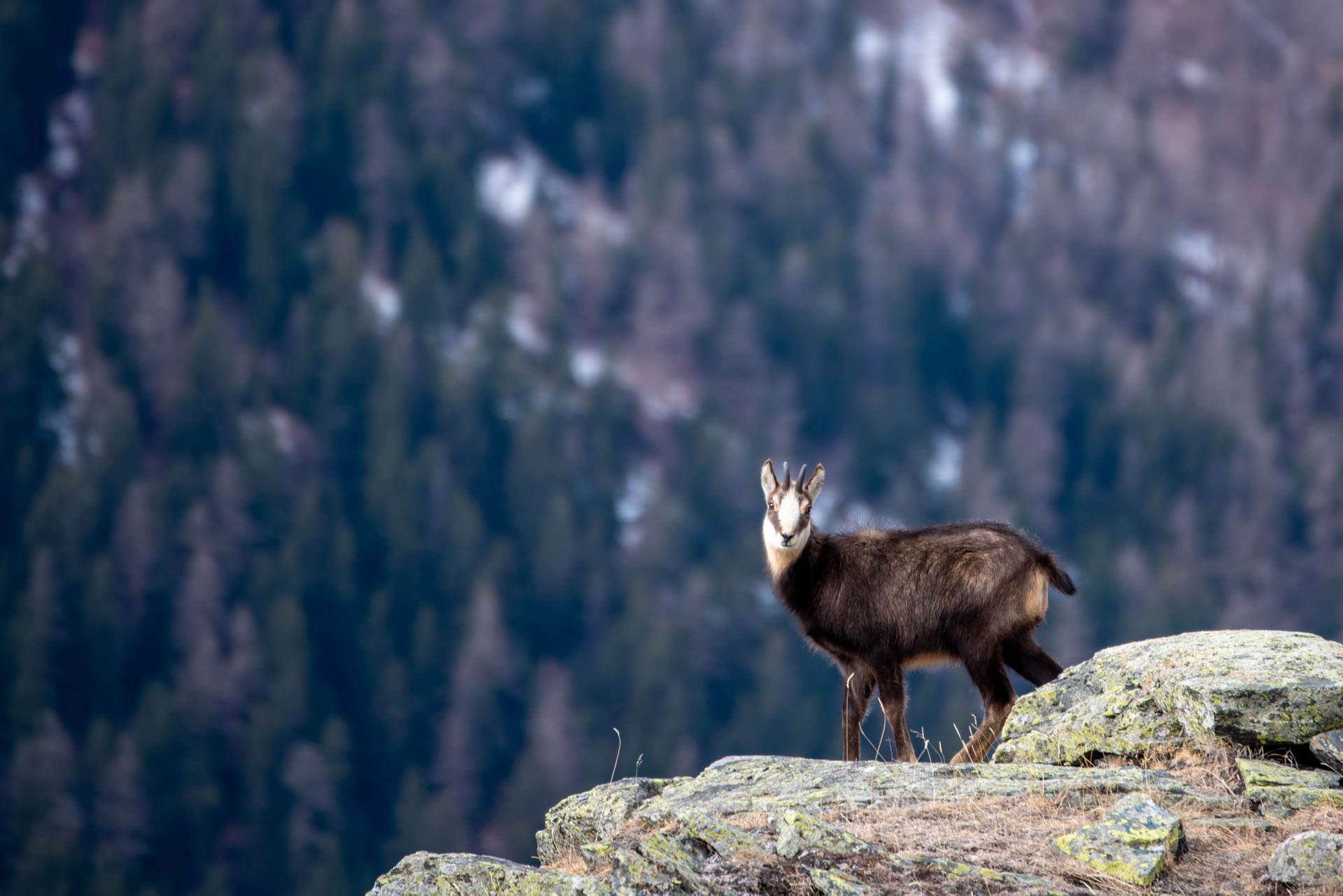 Chamois