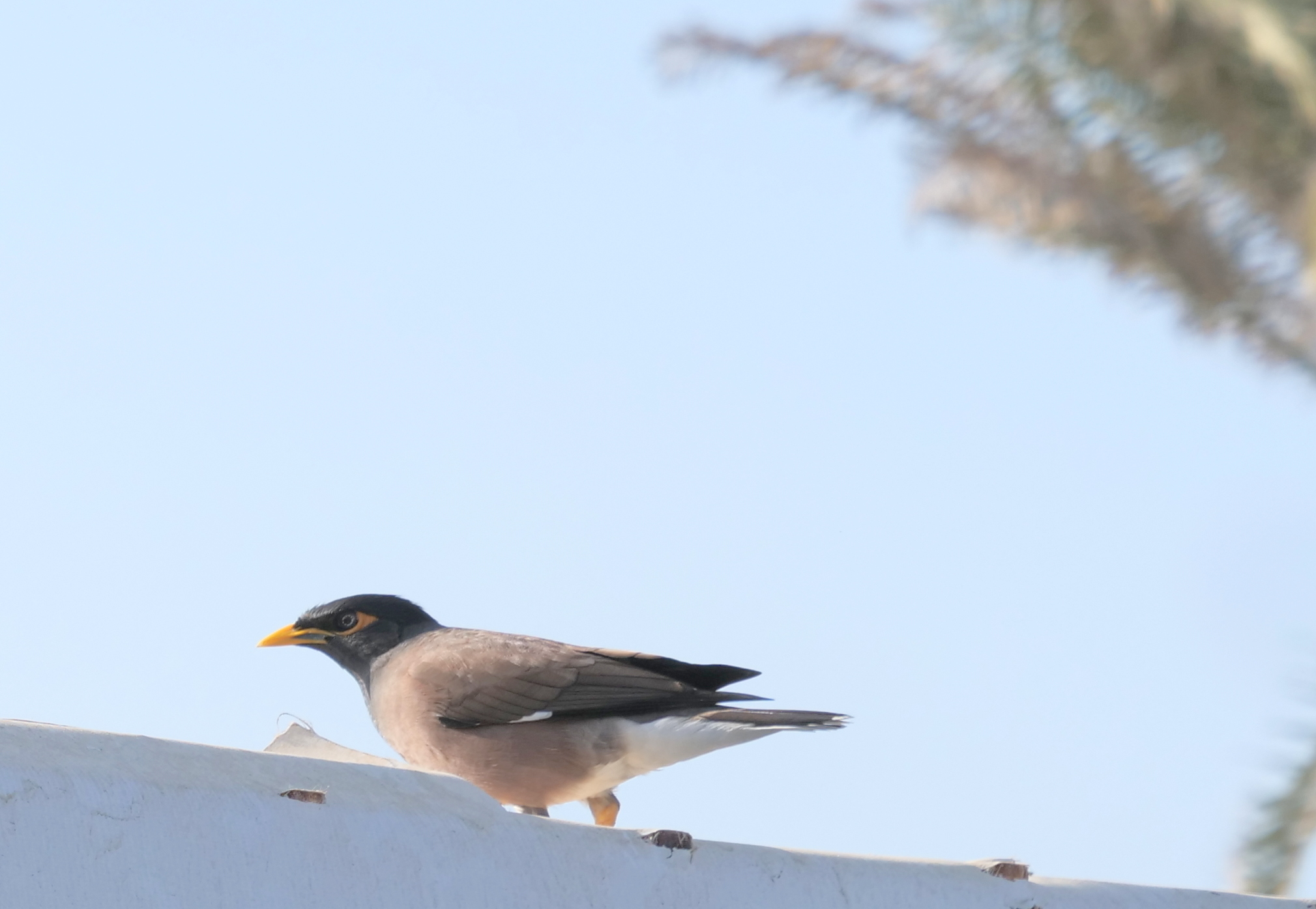Arab bird to be identified