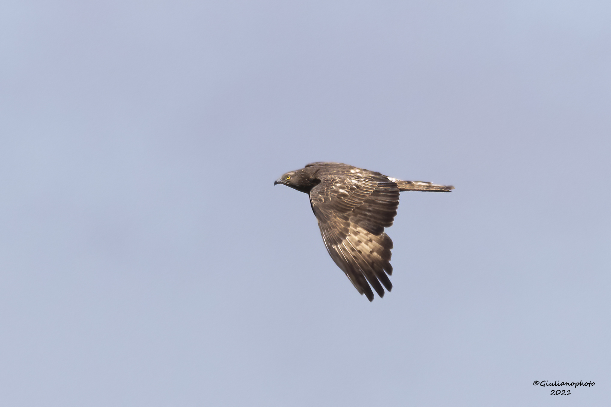Falco pecchiaiolo